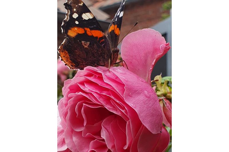 Spiekeroog Foto 7 Frühlingserwachen auf Spiekeroog 