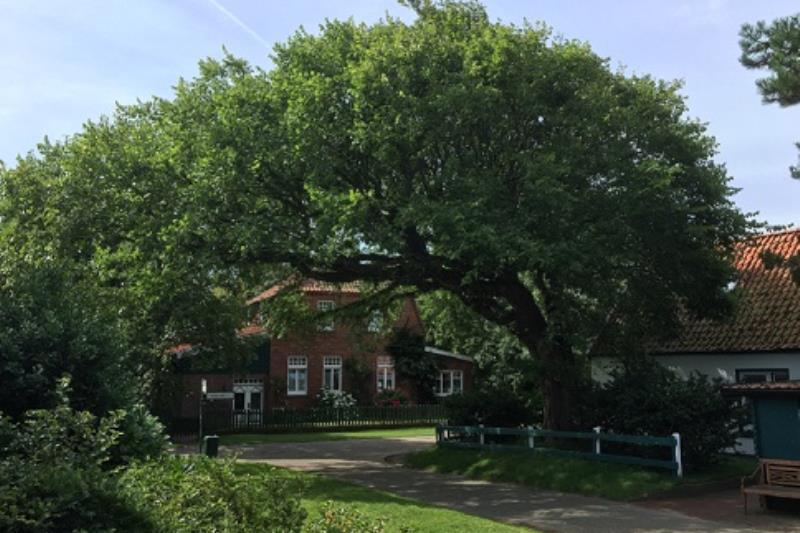 Spiekeroog Foto 8 Blick von Terrasse