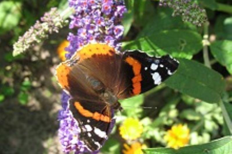 Spiekeroog Foto 8 Gäste im Garten