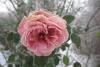Spiekeroog Foto 10 Rose mit Frost 