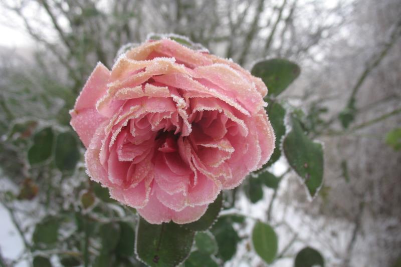 Spiekeroog Foto 12 Rose mit Frost 