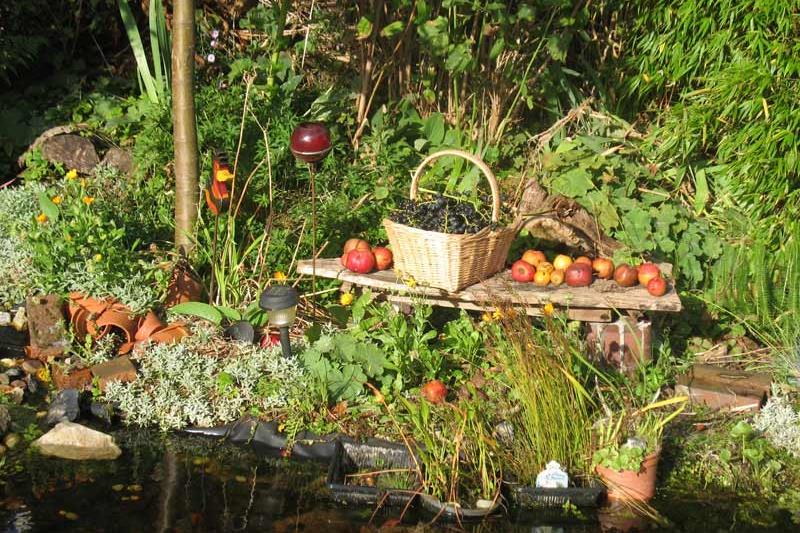 Spiekeroog Foto 10 Reiche Gartenernte