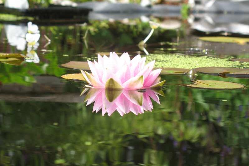 Spiekeroog Foto 5 Auch im Teich sind Rosen