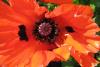 Spiekeroog Foto 6 Mohn