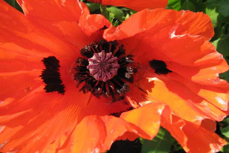 Spiekeroog Foto 7 Mohn