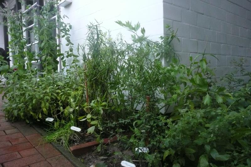 Spiekeroog Foto 4 Kräutergarten